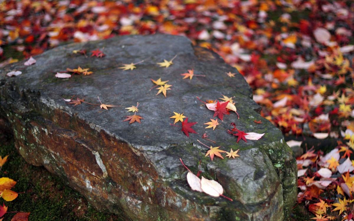 枫叶红叶满地风景图片