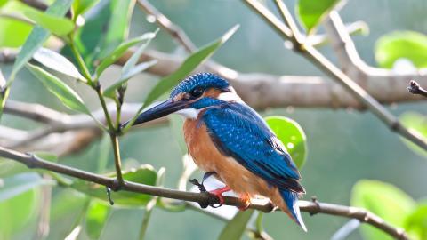 高清翠鸟特写图片