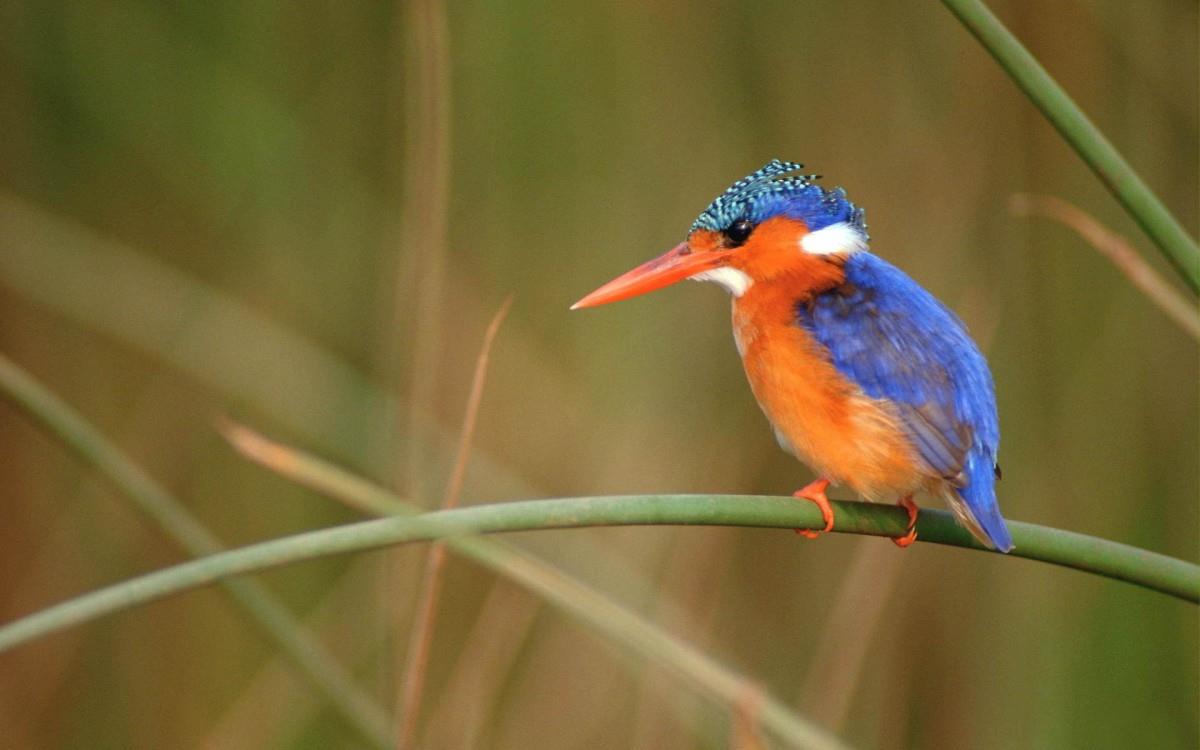高清翠鸟特写图片