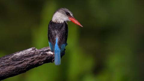 高清翠鸟特写图片