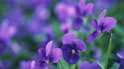 好看的紫色花丛图片大全