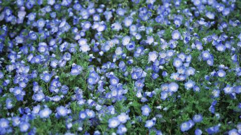 好看的紫色花丛图片大全