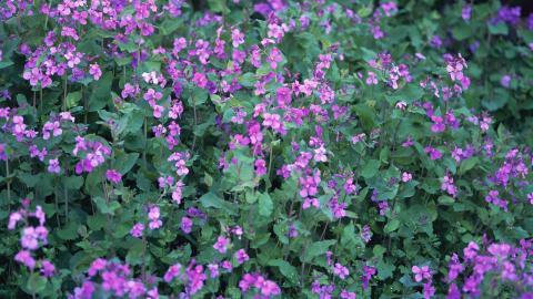 好看的紫色花丛图片大全