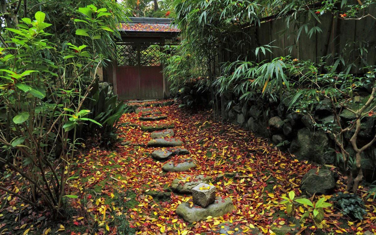 枫叶红叶满地风景图片