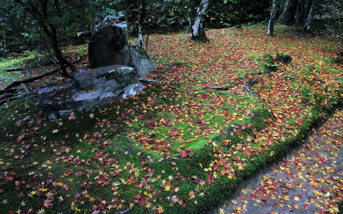 枫叶红叶满地风景图片