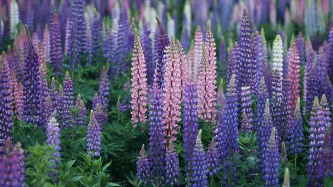 好看的紫色花丛图片大全