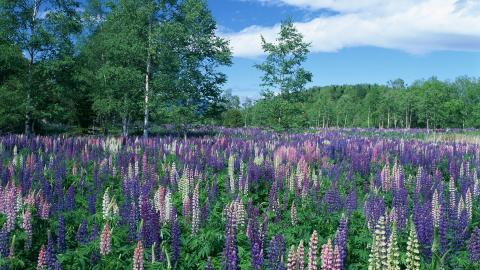 好看的紫色花丛图片大全