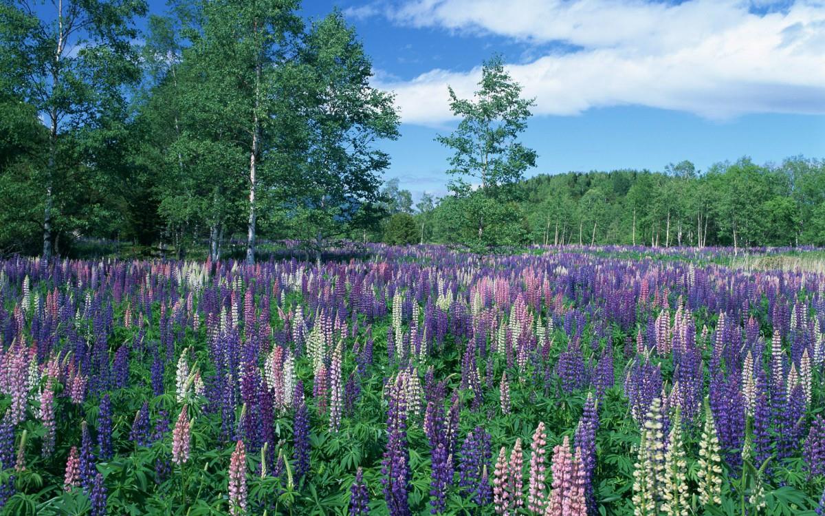 好看的紫色花丛图片大全
