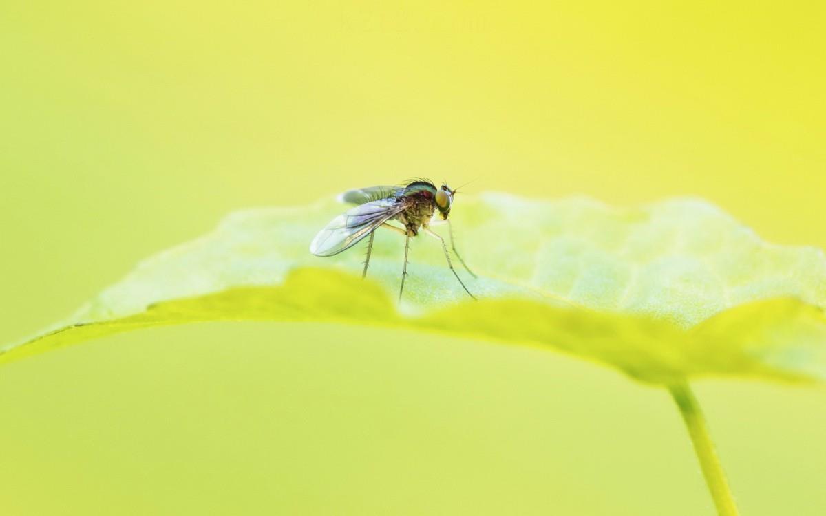 昆虫苍蝇图片