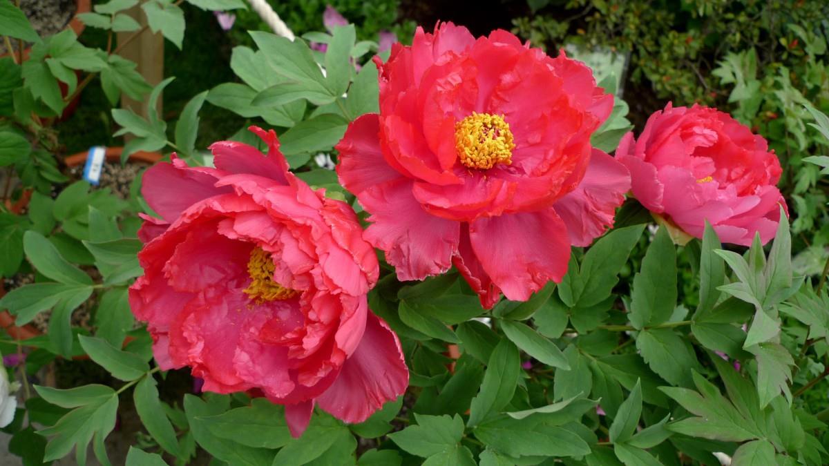 高贵牡丹花图片