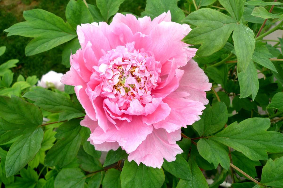 高贵牡丹花图片