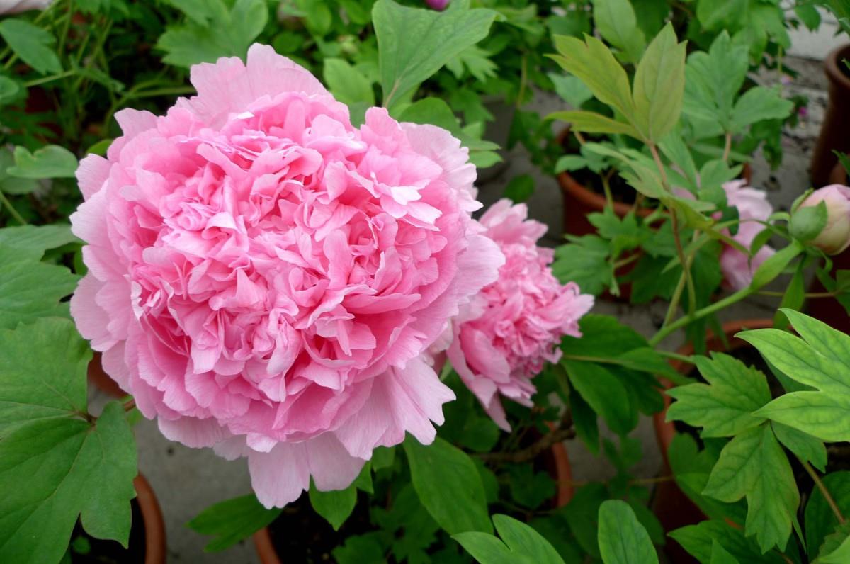 高贵牡丹花图片