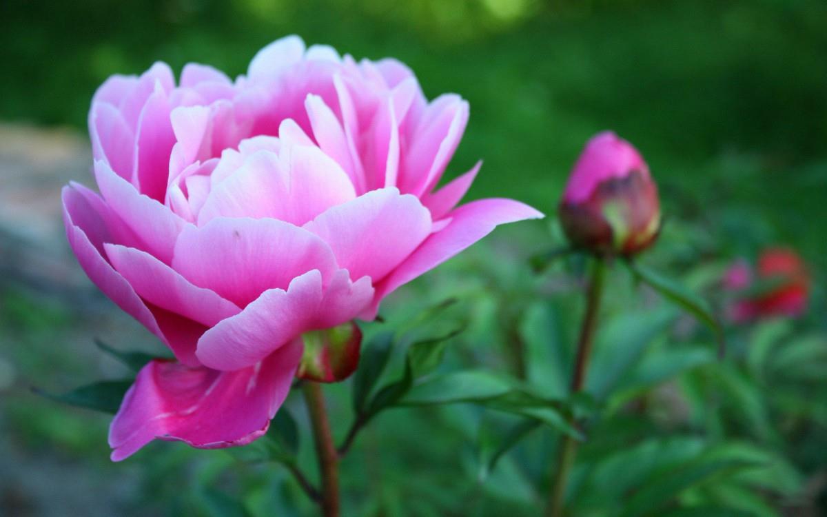 高贵牡丹花图片