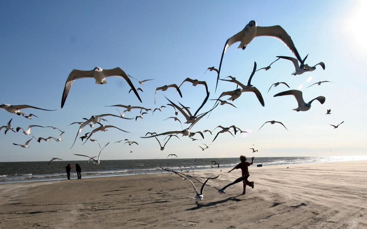 大海边自由翱翔的海鸥图片