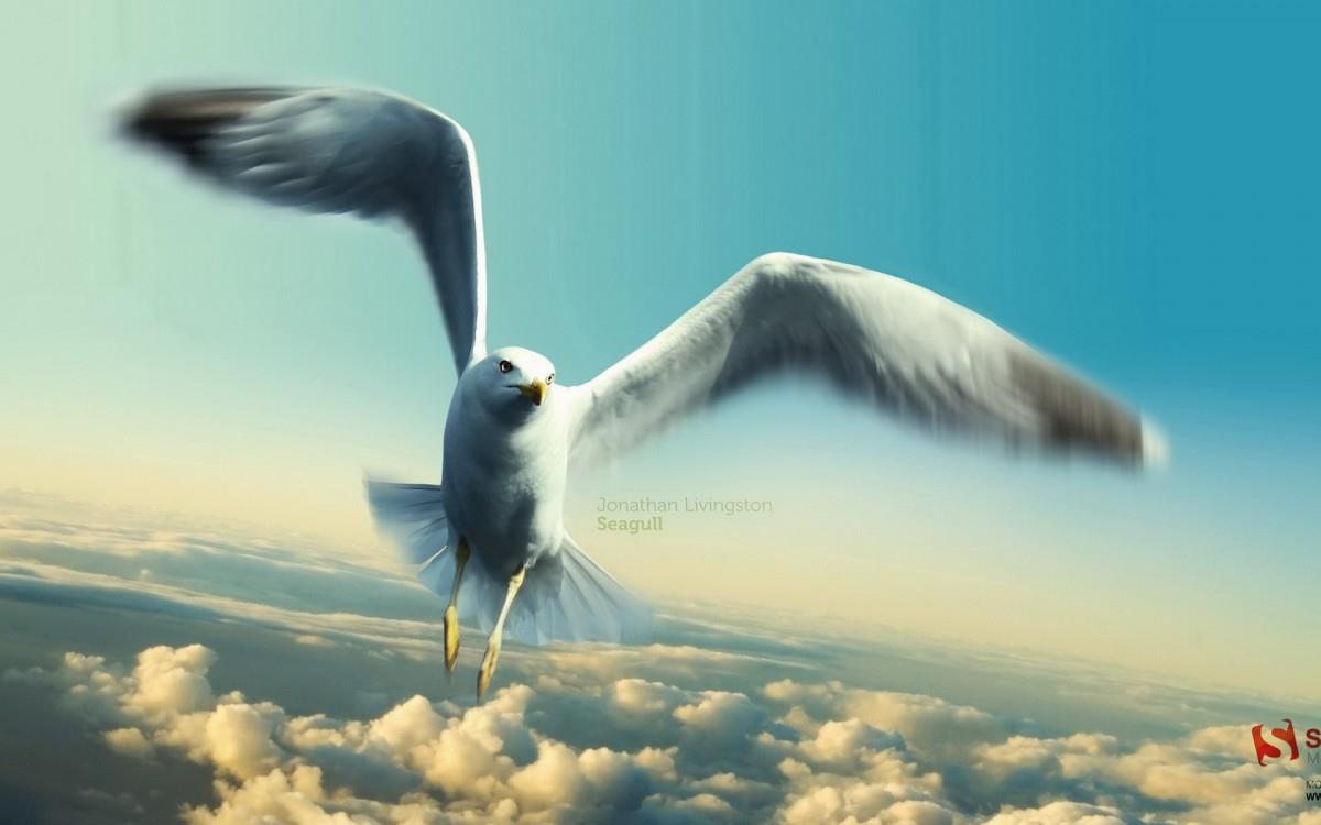 大海边自由翱翔的海鸥图片