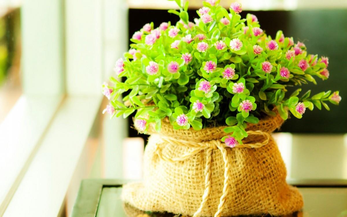 精致唯美的鲜花图片