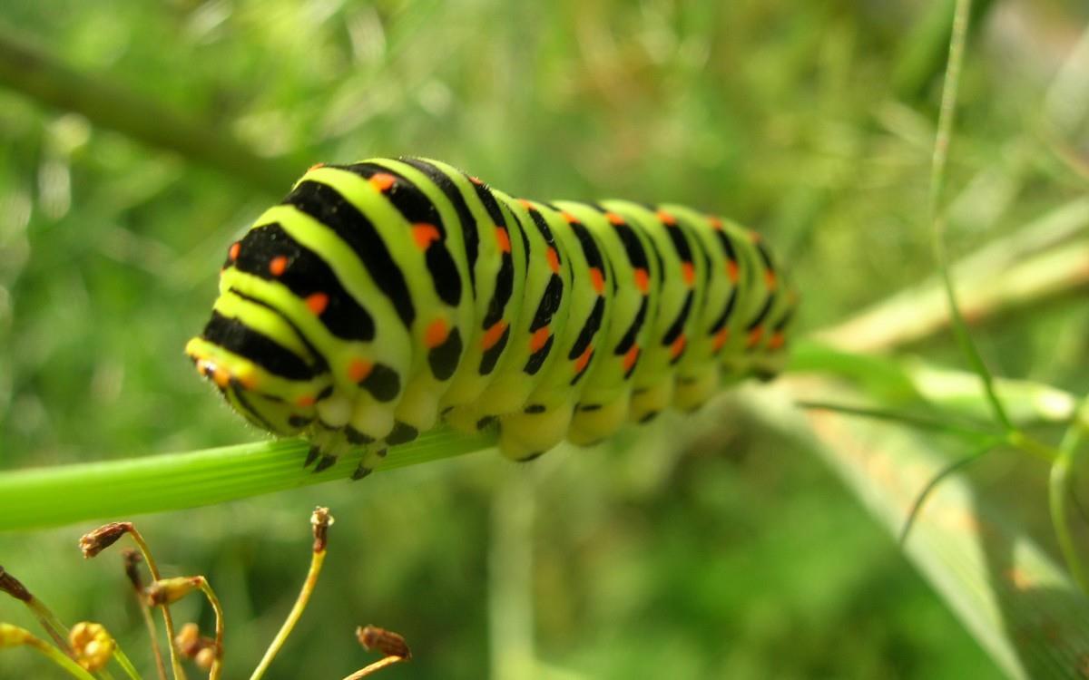 可爱的毛毛虫图片