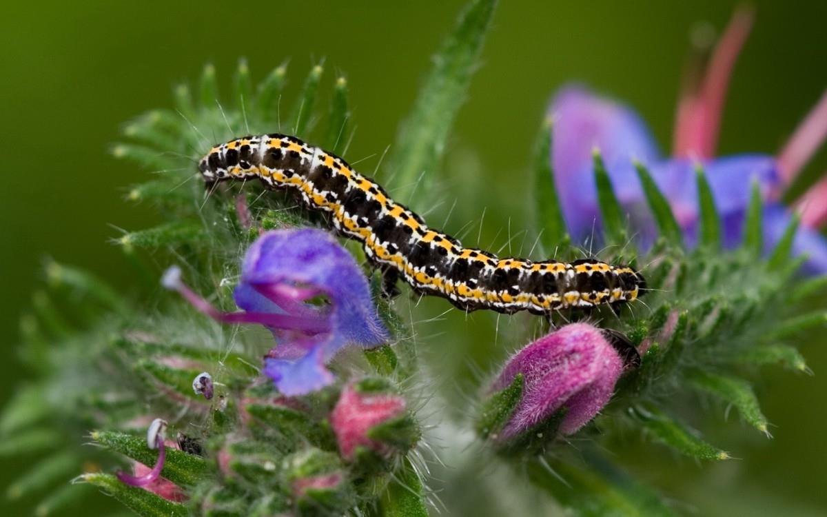可爱的毛毛虫图片