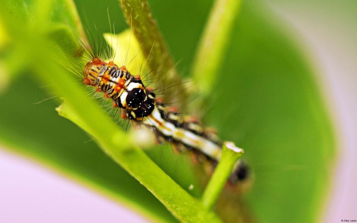 可爱的毛毛虫图片