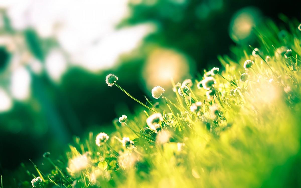 精致唯美的鲜花图片