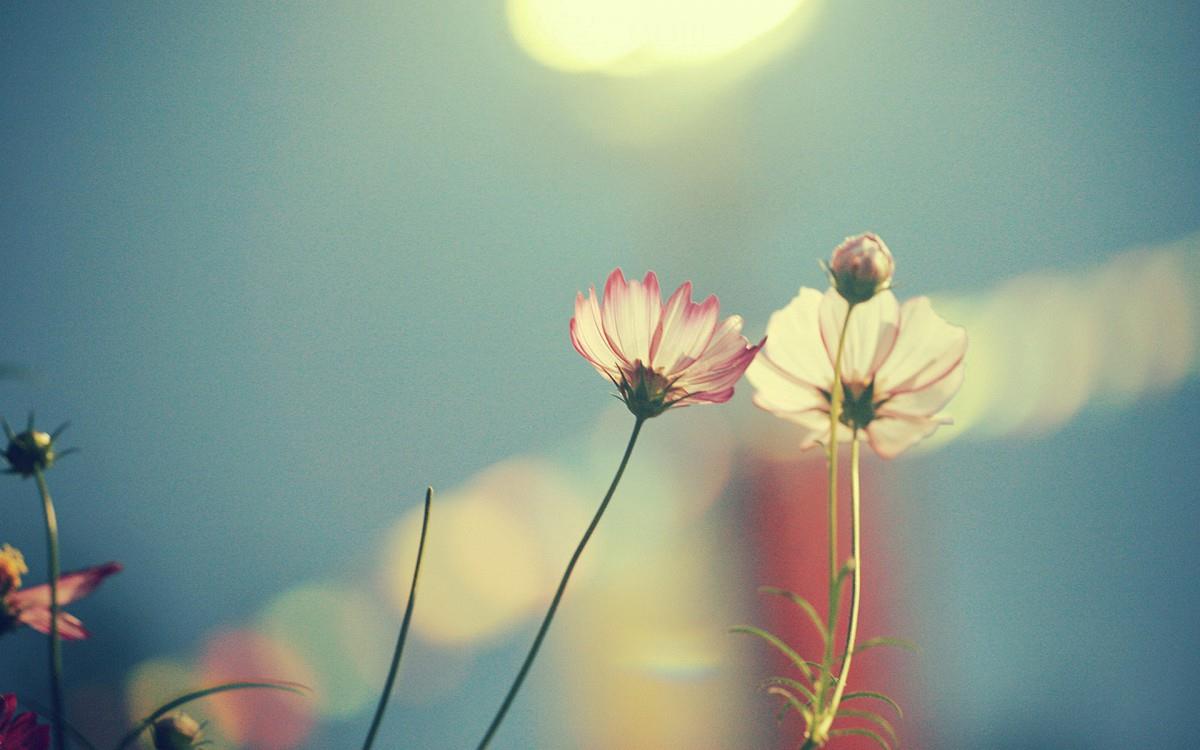 精致唯美的鲜花图片