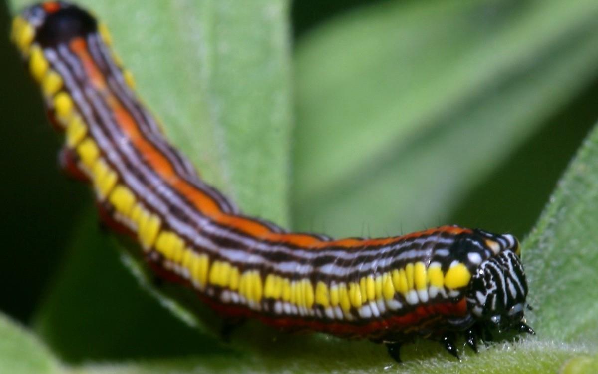 可爱的毛毛虫图片