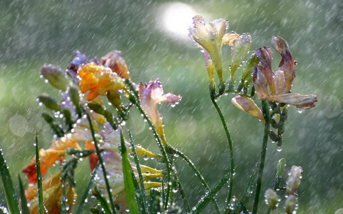 香雪兰花卉图片第二辑