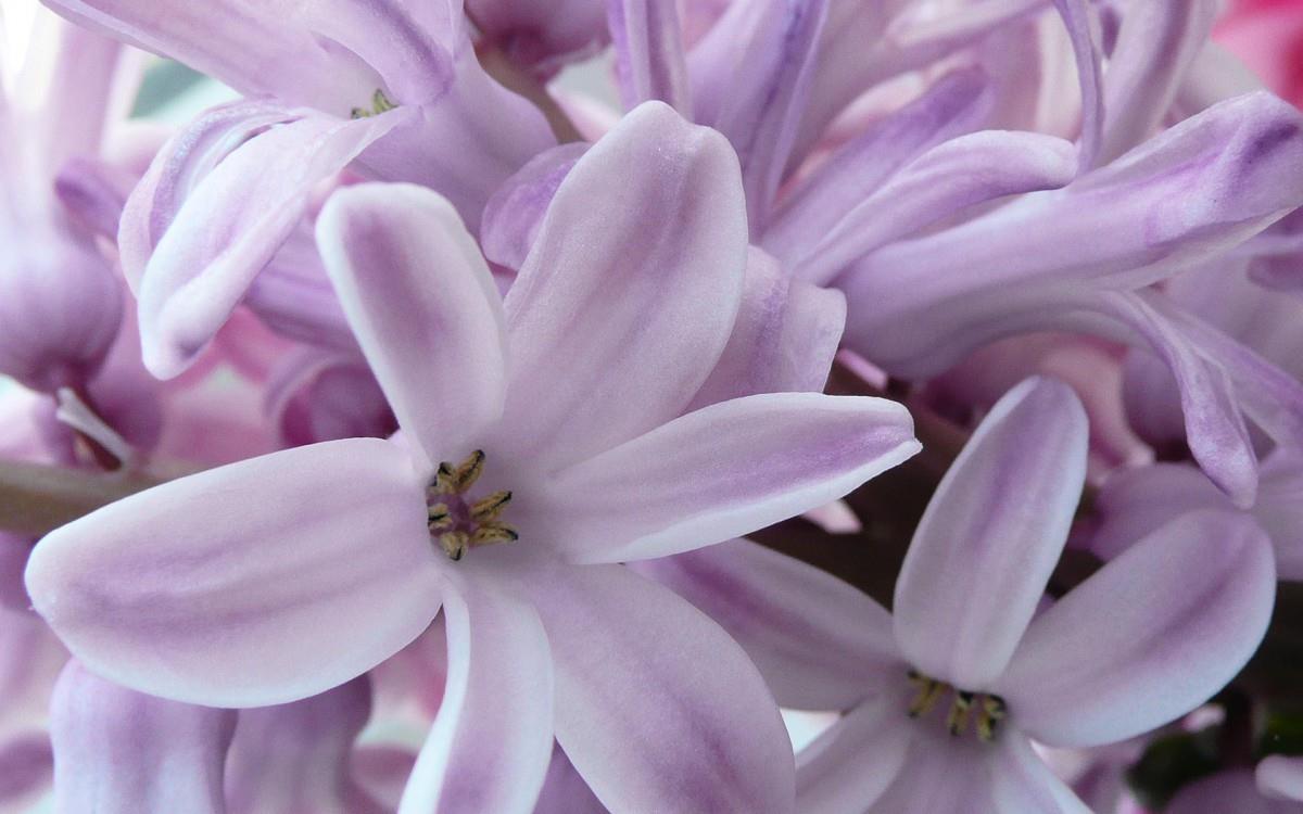 淡雅美丽的风信子花语图片