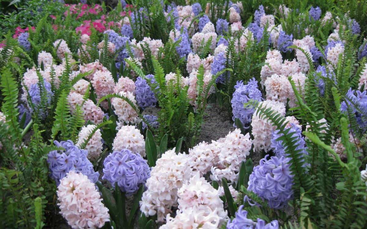 淡雅美丽的风信子花语图片