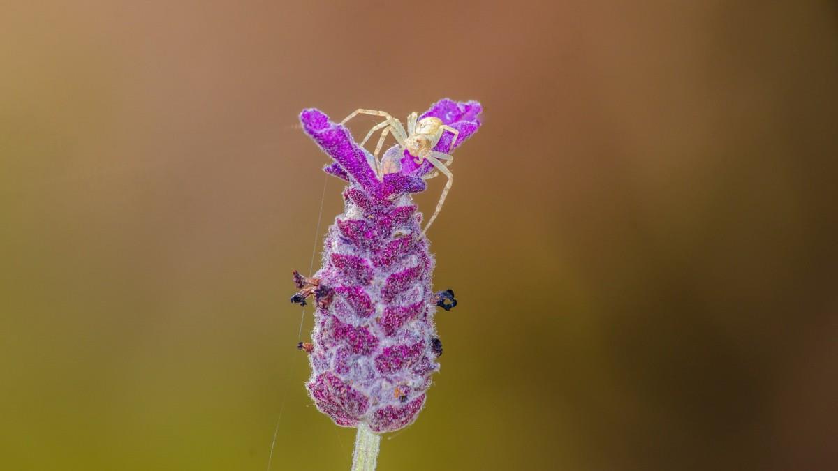 清新花园里的昆虫小动物图片