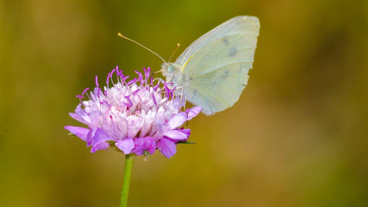 清新花园里的昆虫小动物图片
