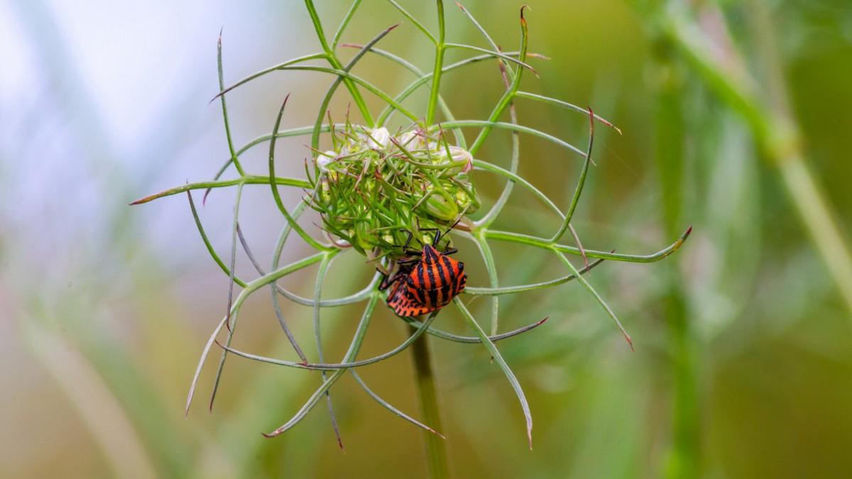 清新花园里的昆虫小动物图片