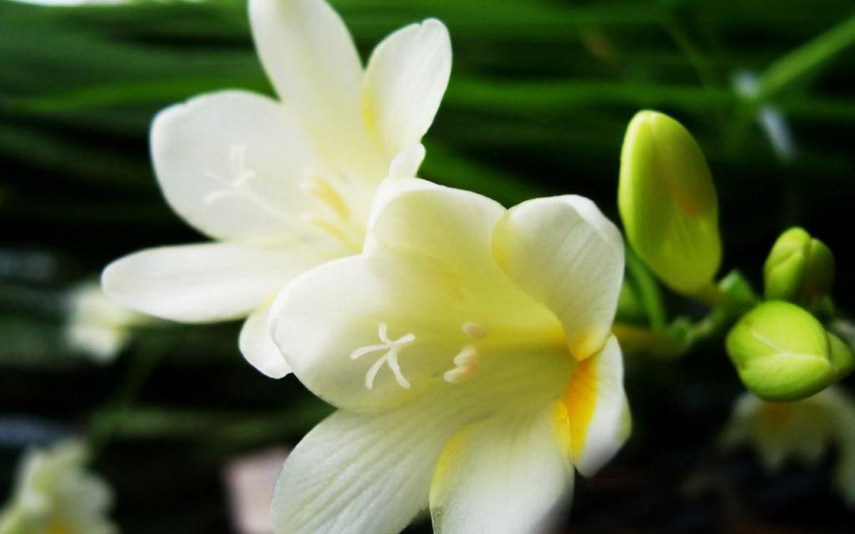 香雪兰花卉图片第一辑