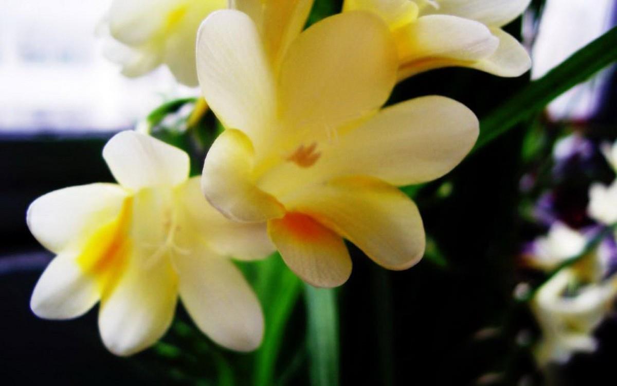 香雪兰花卉图片第一辑