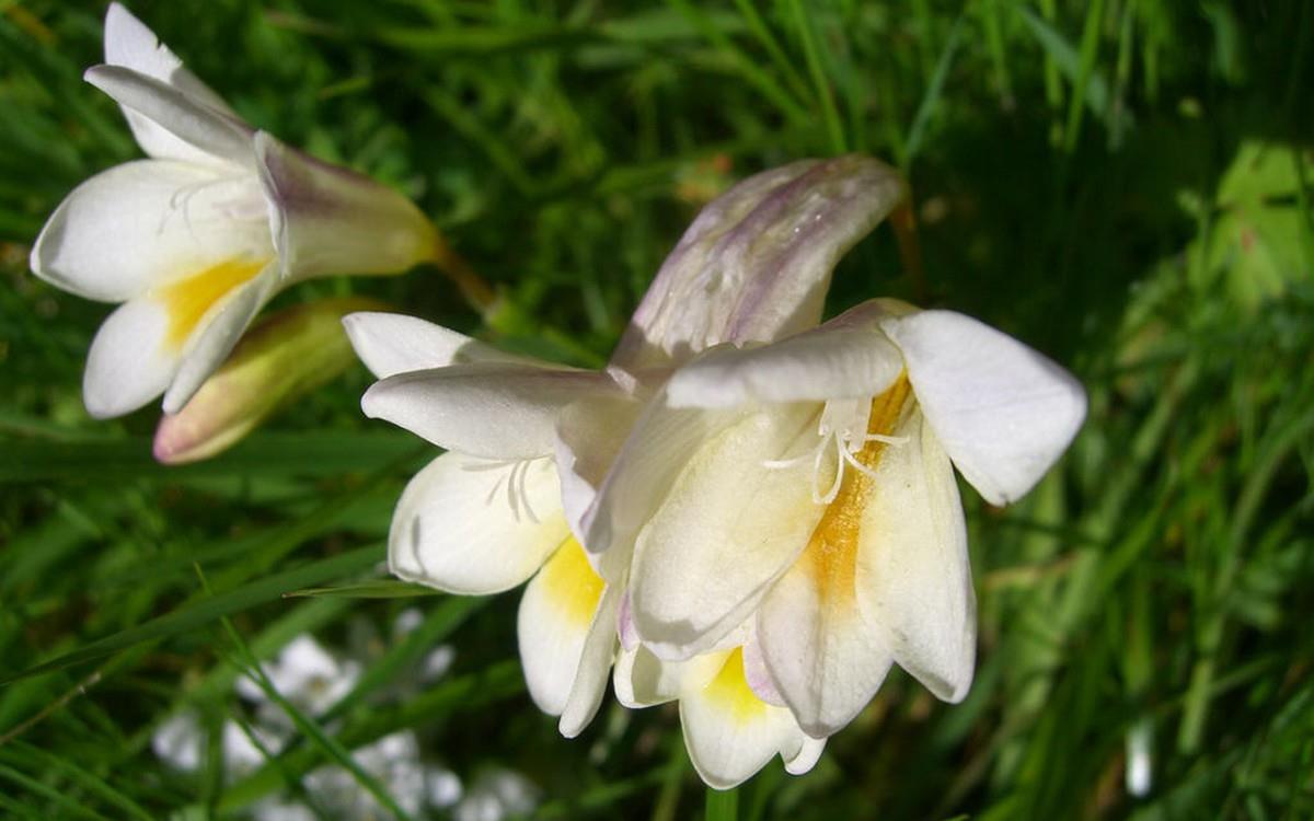 香雪兰花卉图片第一辑