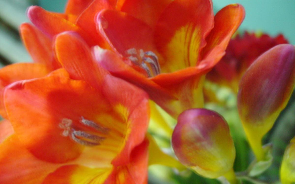 香雪兰花卉图片第一辑