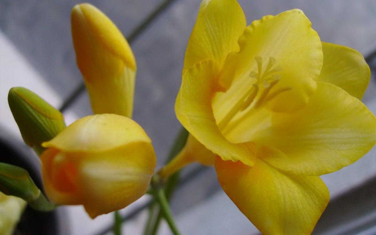 香雪兰花卉图片第一辑