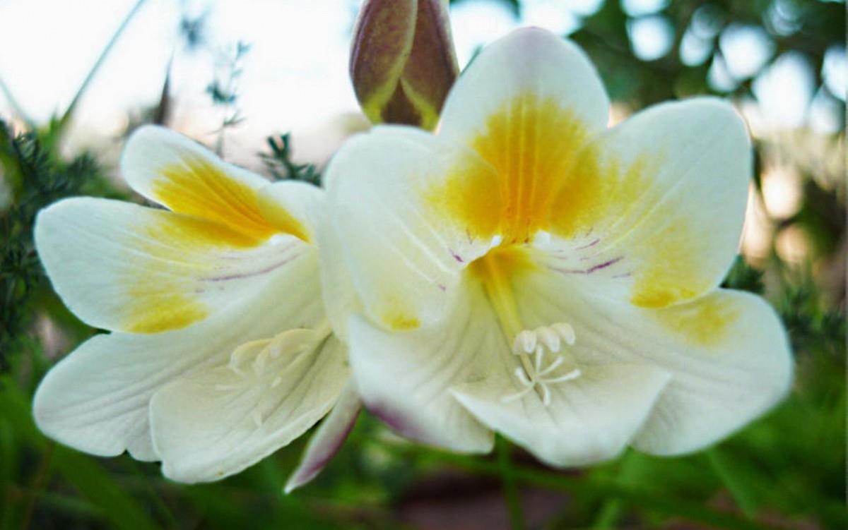 香雪兰花卉图片第一辑