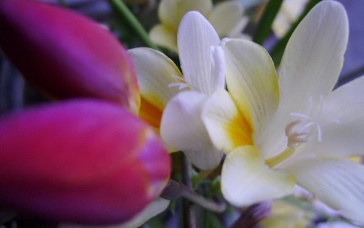 香雪兰花卉图片第一辑