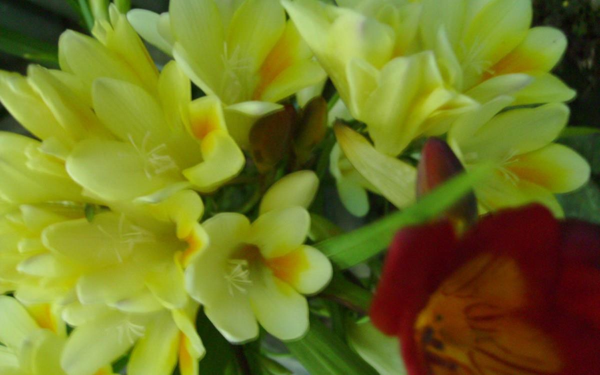 香雪兰花卉图片第一辑