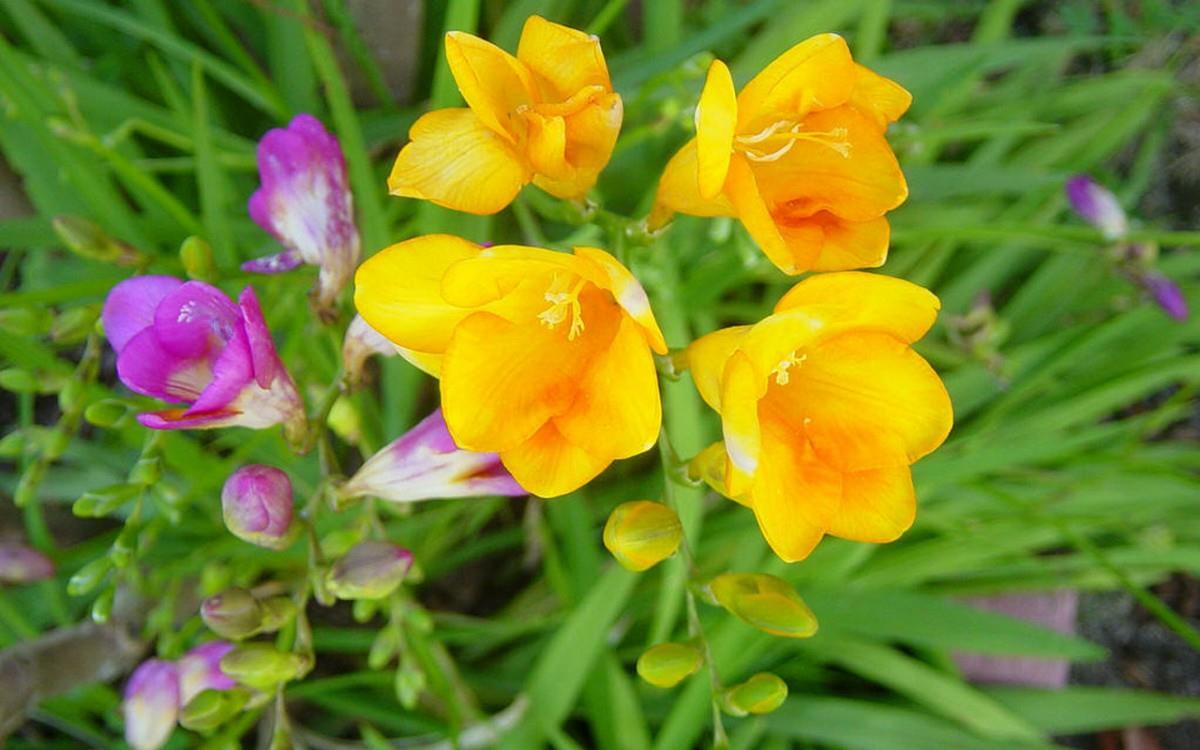 香雪兰花卉图片第一辑