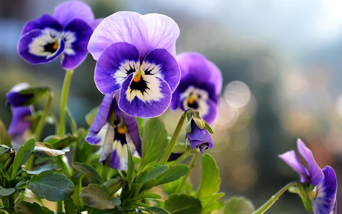 三色堇花语图片