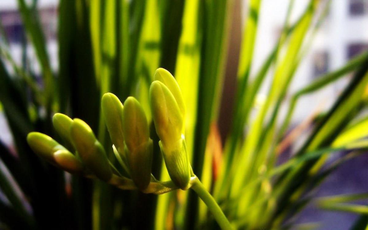 香雪兰花卉图片第一辑