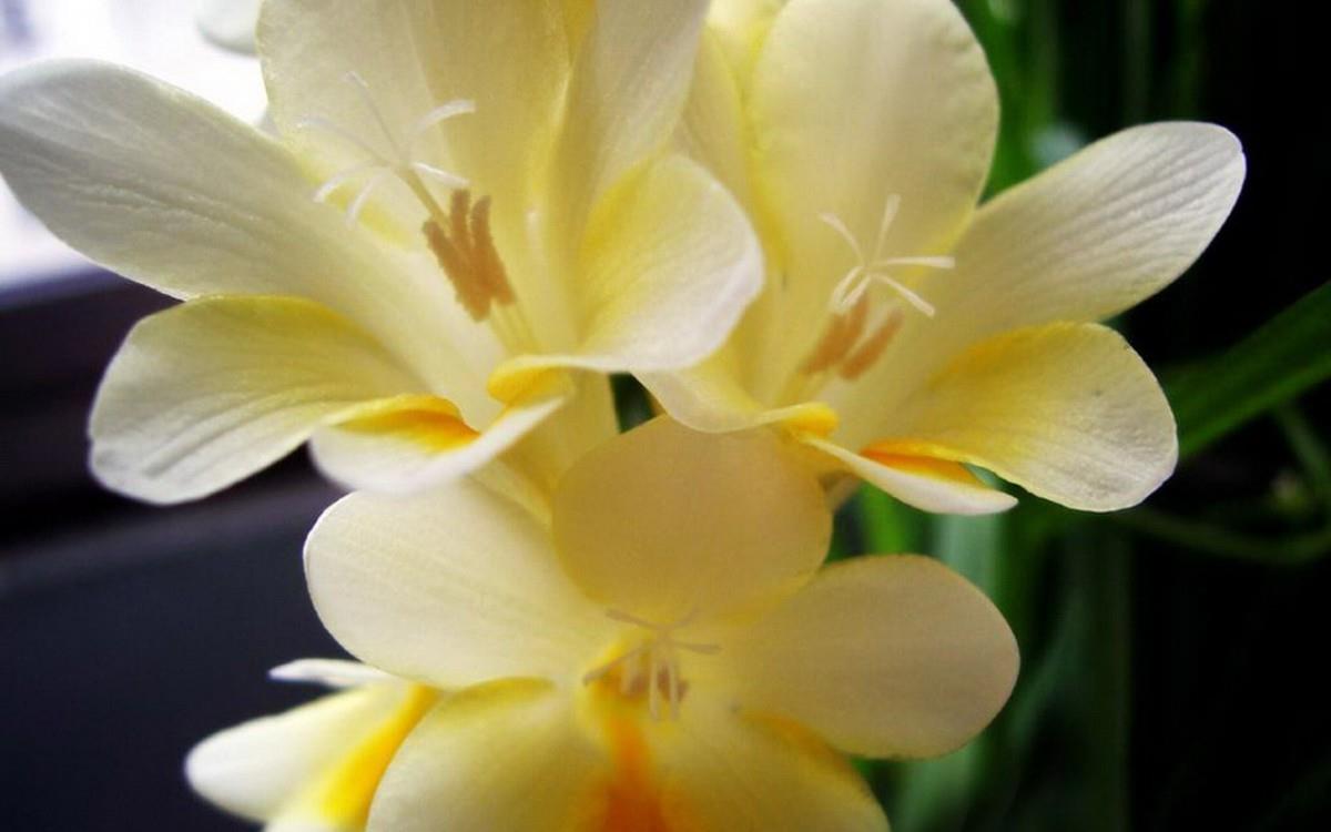 香雪兰花卉图片第一辑