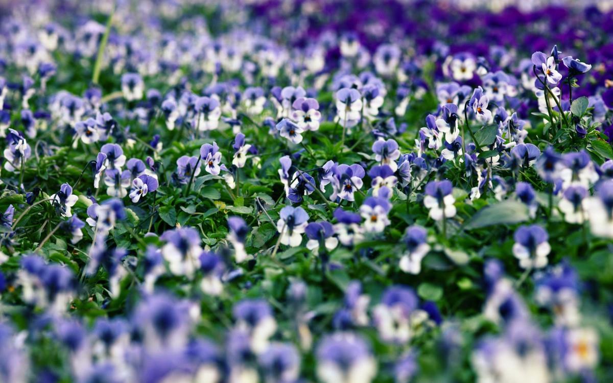 三色堇花语图片