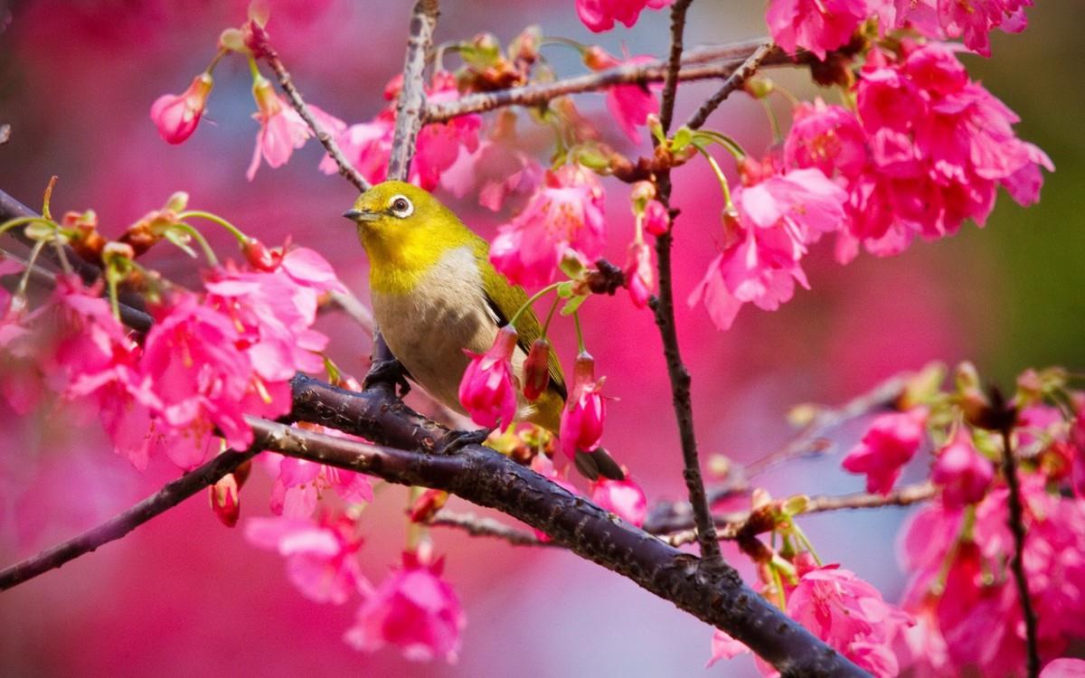 花间枝头上的小鸟图片