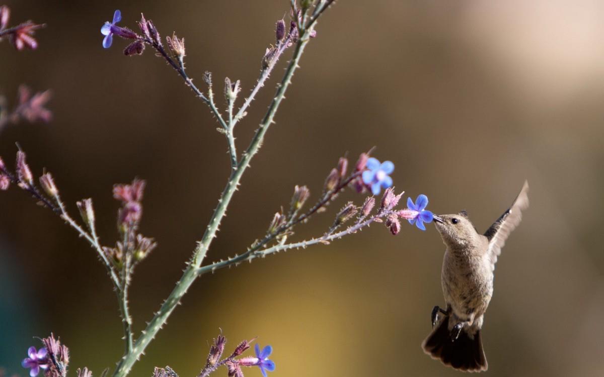 花间枝头上的小鸟图片