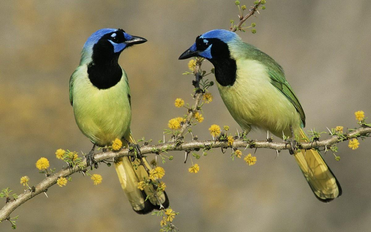 花间枝头上的小鸟图片