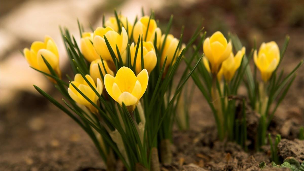 藏红花(番红花和西红花)图片