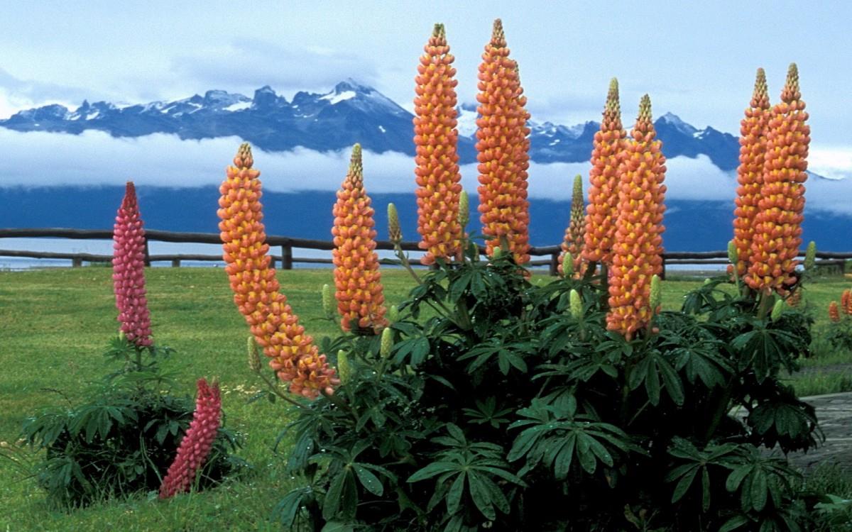 阿根廷风光图片